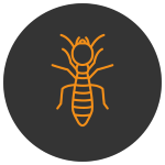 Termite Pest Control in Cairns