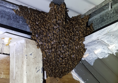 asian honey bee infestation in shed