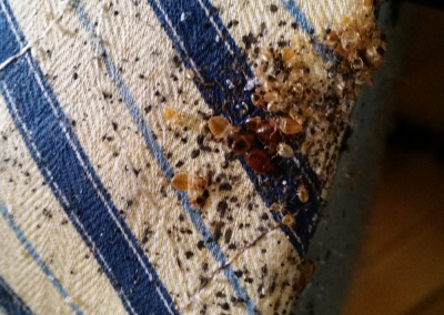 bed bugs on a blanket