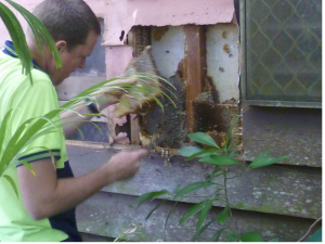 Pest Control Cairns Termite Specialists