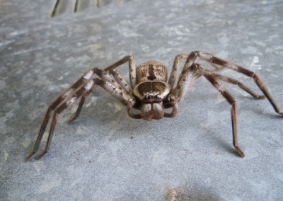 close up of a huntsman spider