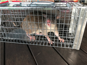 white tail rat in a cage