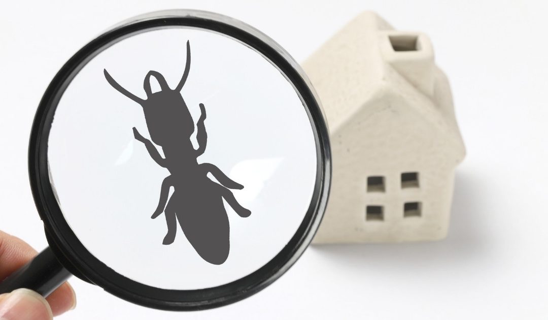 6 Secrets to Fight Termite Infestations