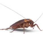 cockroach pest control cairns