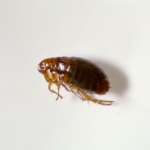 Flea Pest Treatment