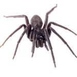 Pest Control in Cairns spider