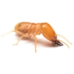 Termite pest