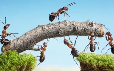 Ants – Are They Really Pests?