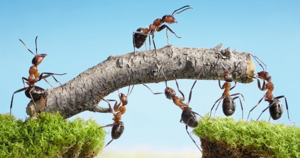 Ants - Are They Really Pests? - Pest Control Cairns