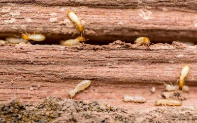 Do Termites Eat Hardwood?