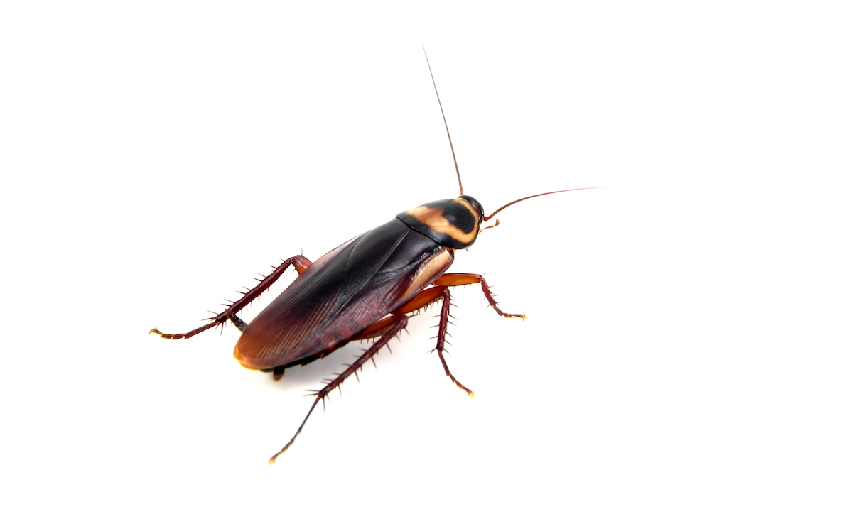 australian cockroach