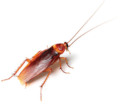 american cockroach