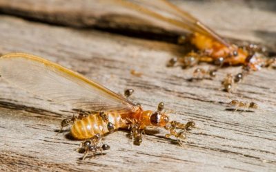 Difference between Termites and White Ants