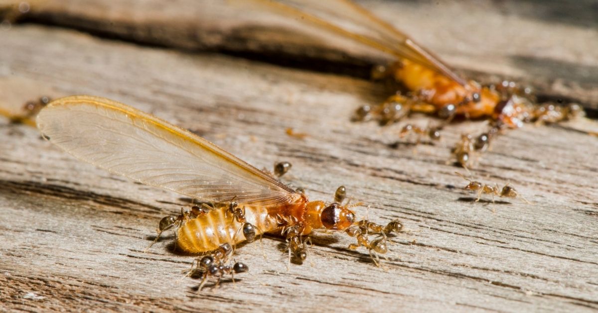 difference between termites and ants