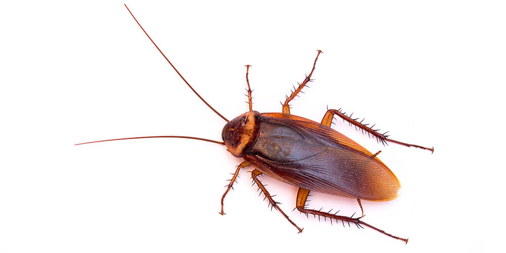 brown banded cockroach