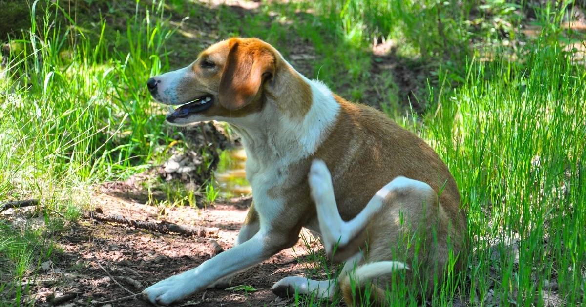 dog with fleas scratching