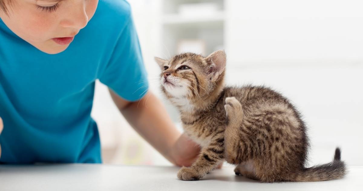 kitten with fleas scratching