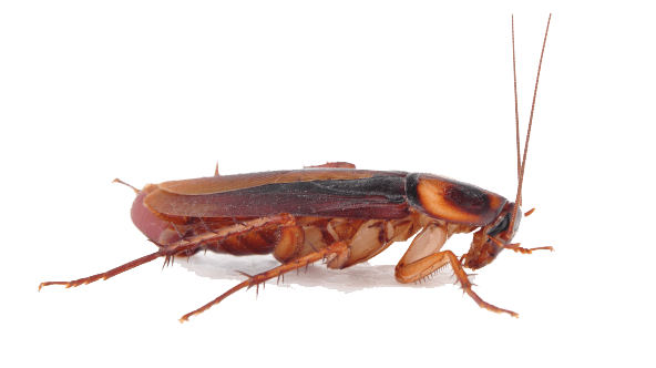 smoky brown cockroach